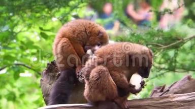 红腹狐猴夫妇一起吃蔬菜，动物园动物饲养，马达加斯加的易受伤害的灵长类动物